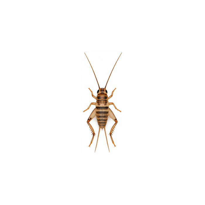 Banded cricket at small to medium size, about 1/4 inch, on a white background