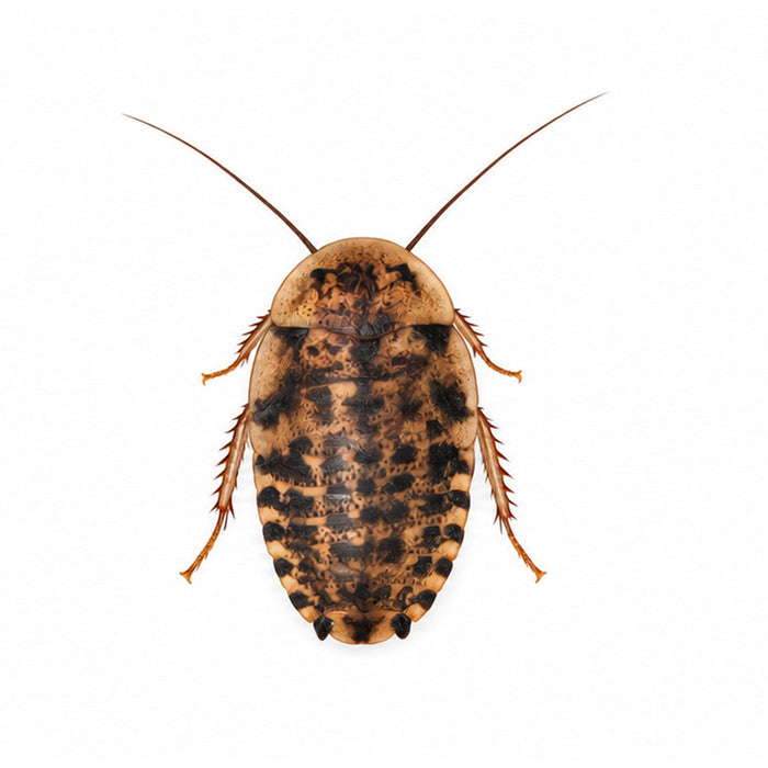 Large discoid roach, 3/4 to 1 1/4 inch, on a white background