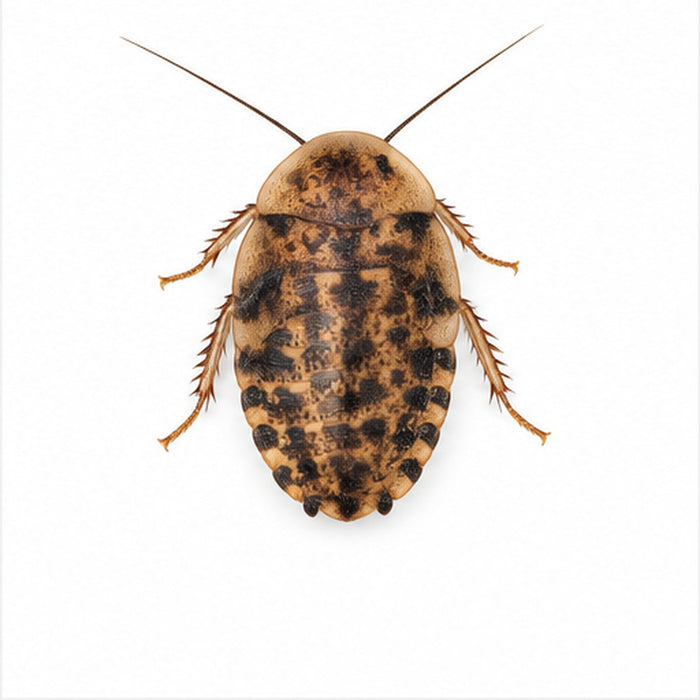 Medium discoid roach, 1/2 to 3/4 inch, on a white background
