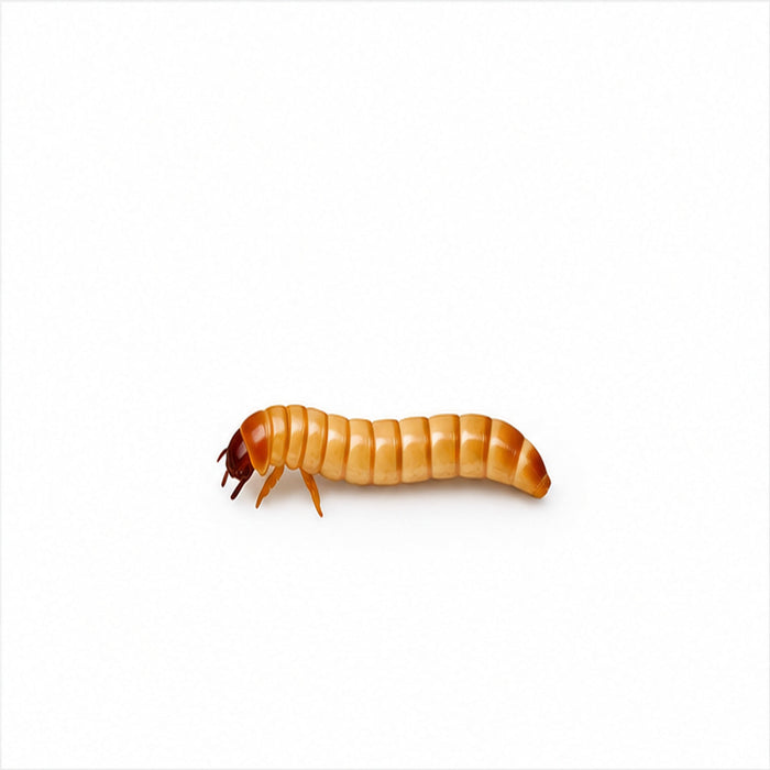 Small mealworm on a plain white background