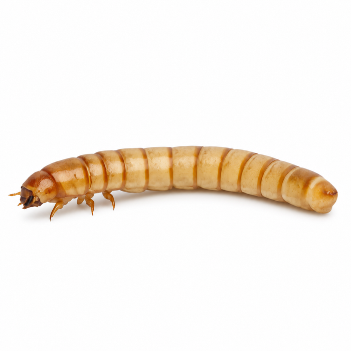 Large mealworm, Tenebrio molitor larva, on a plain white background