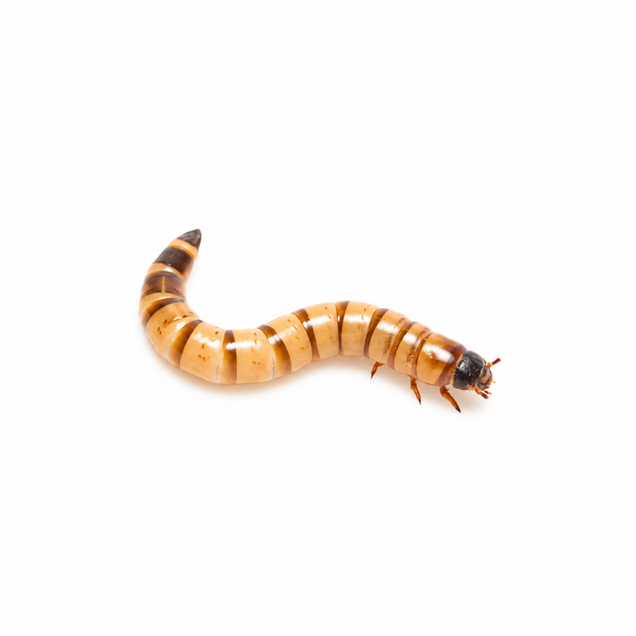 Small superworm, Zophobas morio larva, on a plain white background