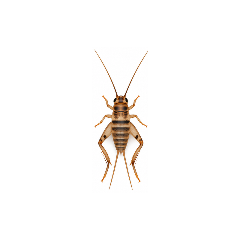 Banded cricket at medium size, about 3/8 inch, on a white background