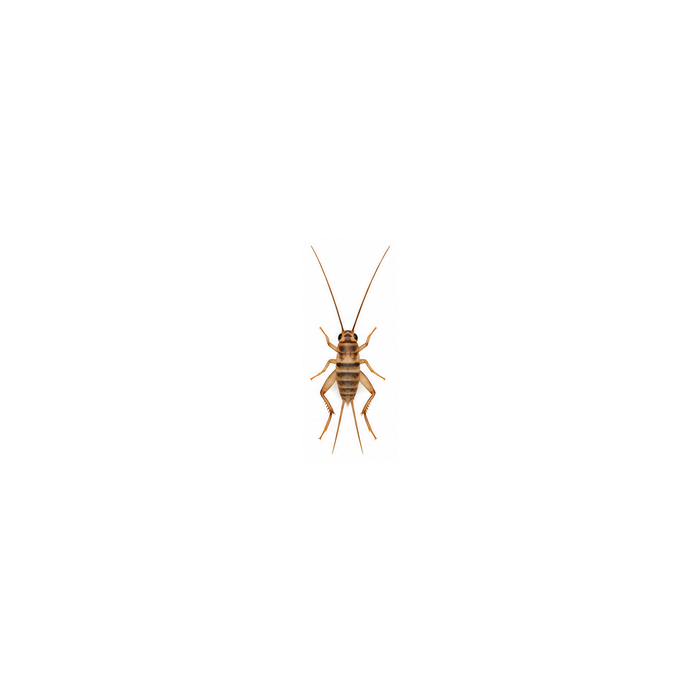 Banded cricket at pinhead size, about 1/16 inch, on a white background