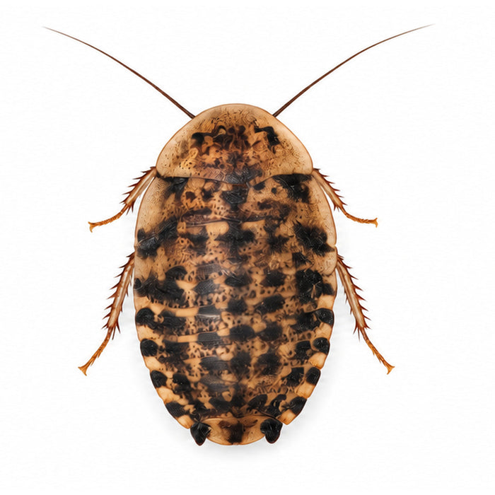Extra large discoid roach, 1 1/4 to 2 inches and up, on a white background