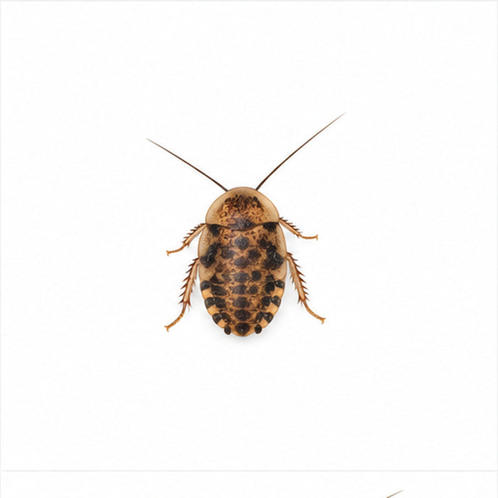 Extra small discoid roach, 1/8 to 1/4 inch, on a white background