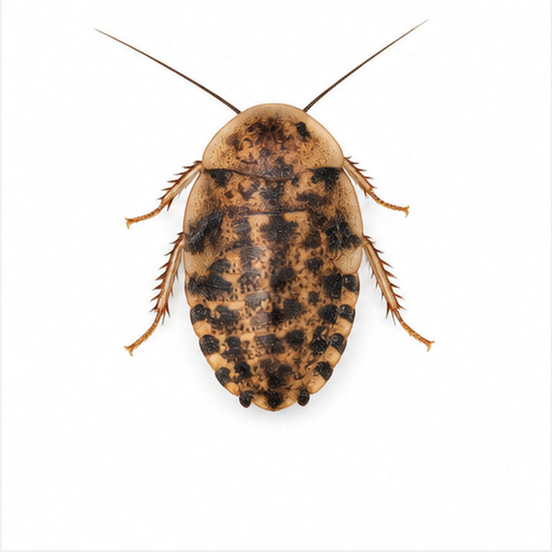 Medium discoid roach, 1/2 to 3/4 inch, on a white background