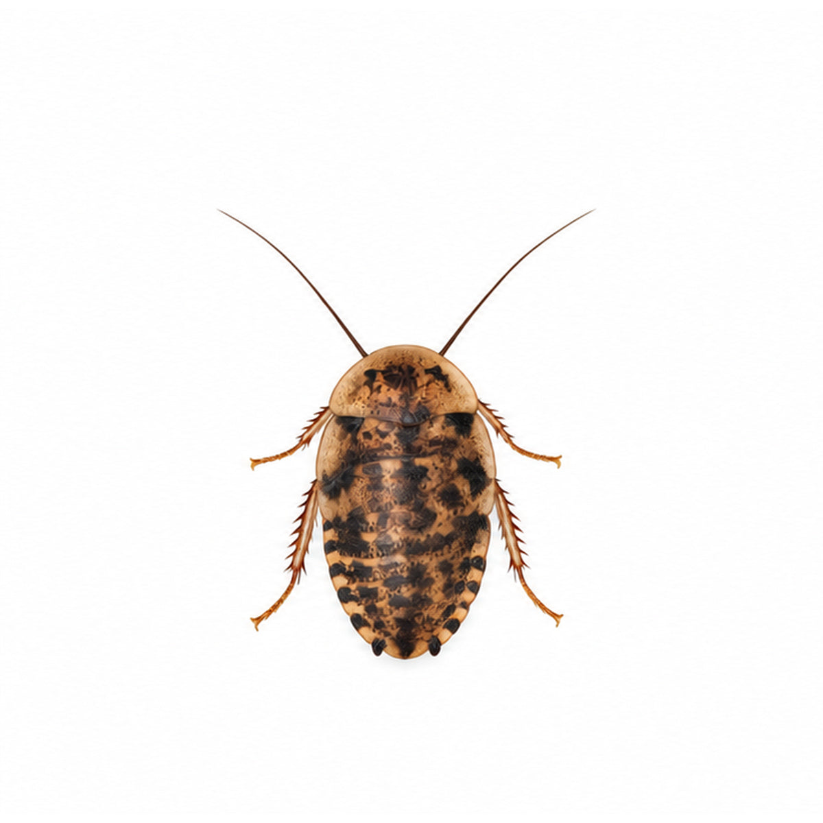 Small discoid roach, 1/4 to 1/2 inch, on a white background