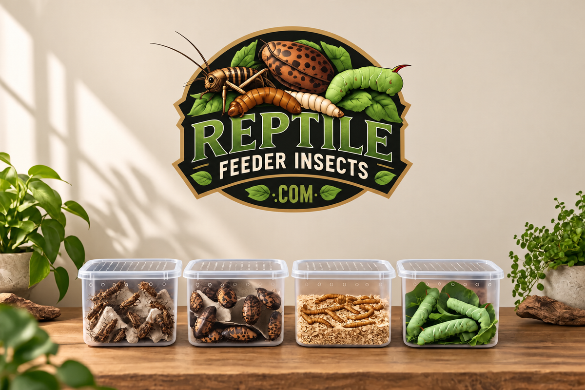 Four ventilated containers of crickets, discoid roaches, mealworms and hornworms lined up on a wooden bench beneath the Reptile Feeder Insects sign
