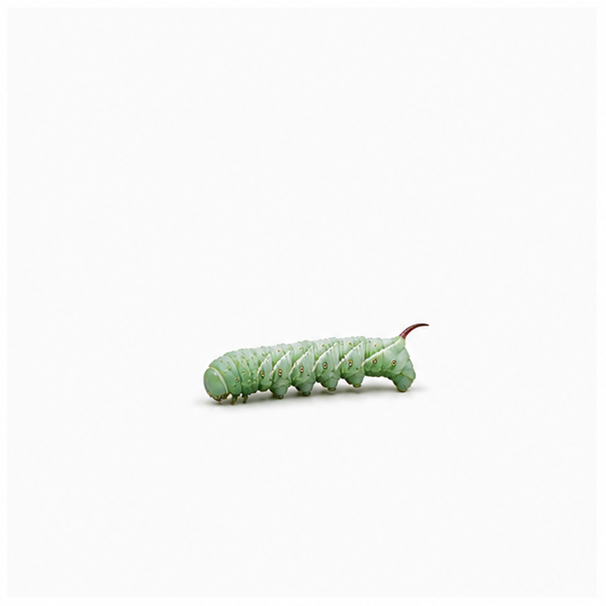 Small hornworm on a plain white background