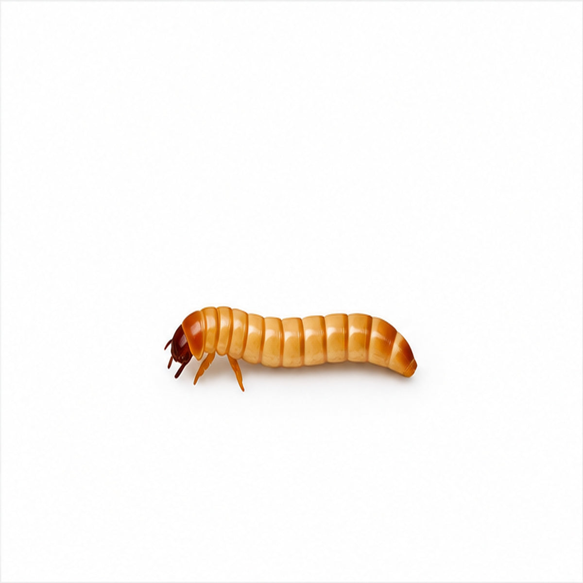 Small mealworm on a plain white background