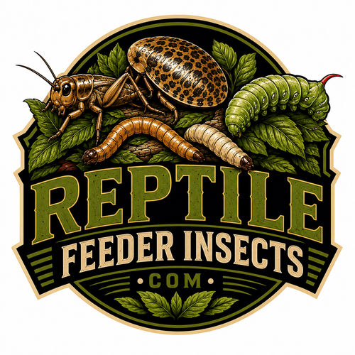 Reptile Feeder Insects