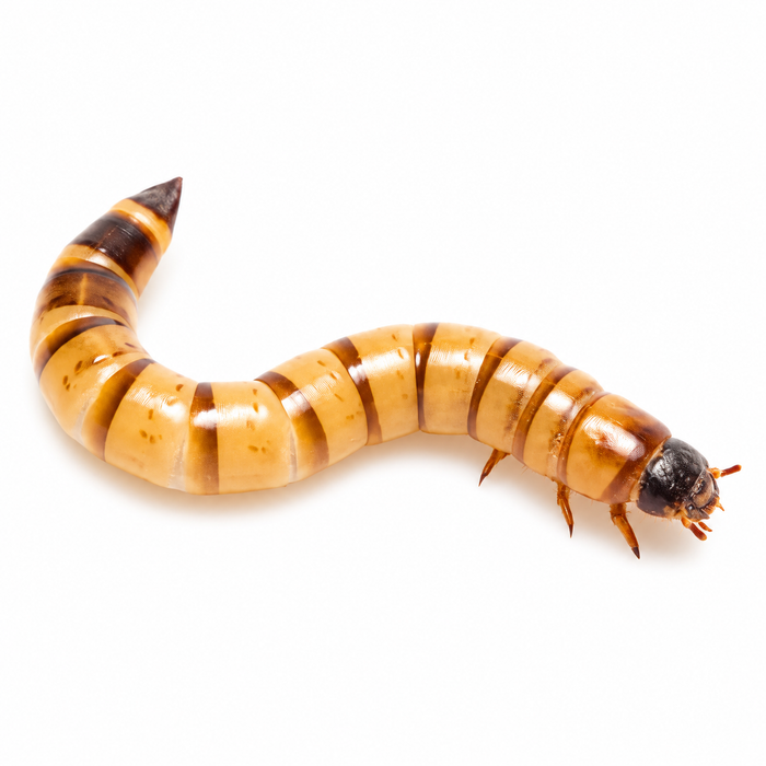 Large superworm, Zophobas morio larva, on a plain white background