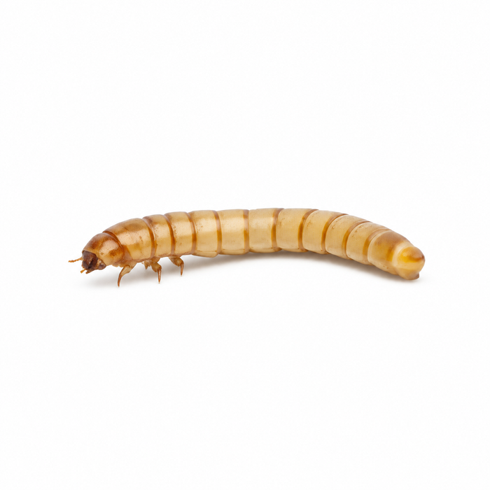 Medium mealworm, Tenebrio molitor larva, on a plain white background