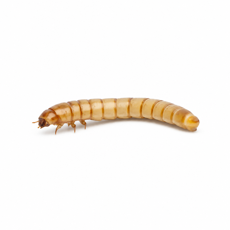 Medium mealworm, Tenebrio molitor larva, on a plain white background