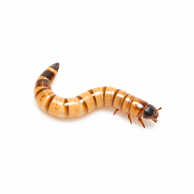 Medium superworm, Zophobas morio larva, on a plain white background