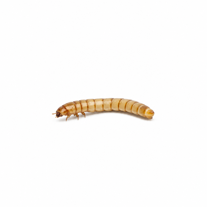 Small mealworm, Tenebrio molitor larva, on a plain white background