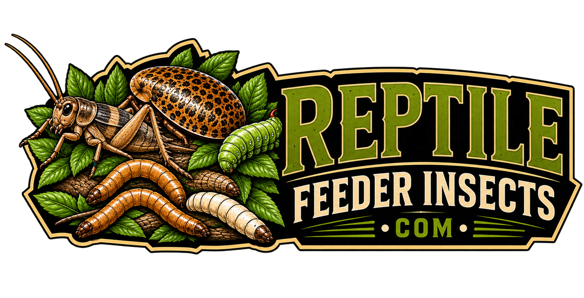 Reptile Feeder Insects