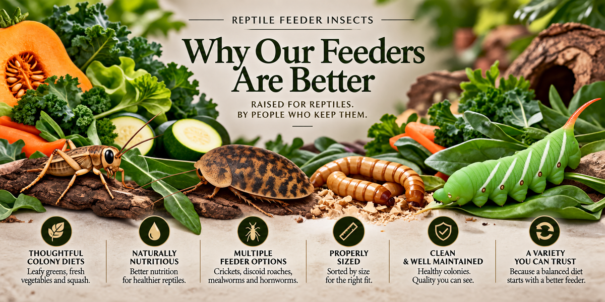 Why Our Feeders Are Better — a cricket, discoid roach, mealworms and a hornworm among leafy greens, squash and carrot, above six marks of quality: thoughtful colony diets, naturally nutritious, multiple feeder options, properly sized, clean and well maintained, and a variety you can trust